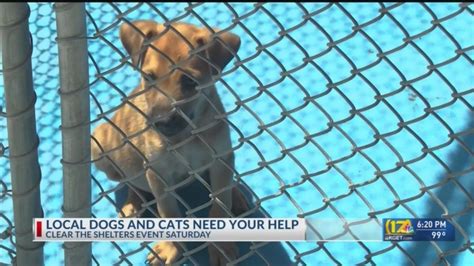 bakersfield dog shelter|bakersfield, Animal Shelters .
